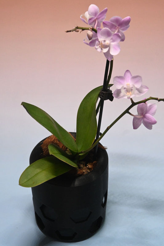Orchid Pot — Inspired By Nature