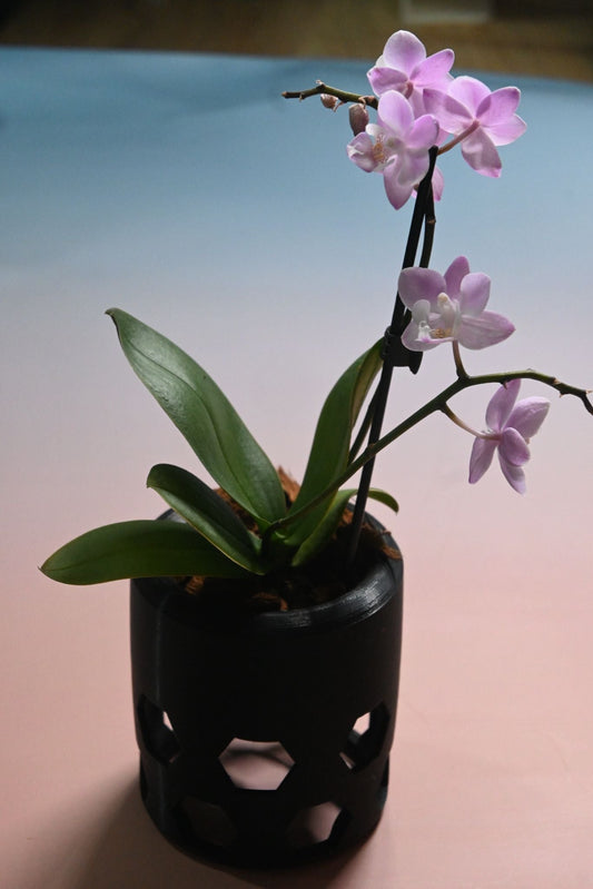 Orchid Pot — Inspired By Nature